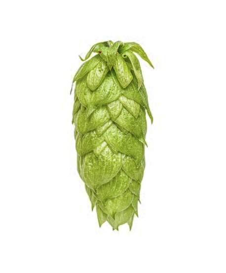 Nelson Sauvin apyniai 11,6 % – Naujosios Zelandijos apyniai | Alausdetales.lt