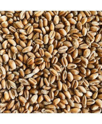 Kviečiai Simpsons Torrified Wheat
