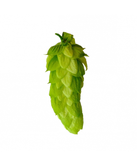 Granuliuoti apyniai alui Oktawia