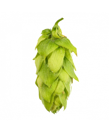 Granuliuoti apyniai alui Saaz