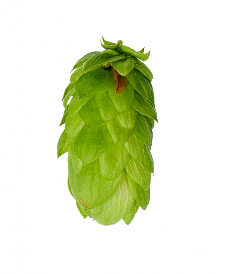 Apyniai spurgais alui Fuggles